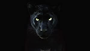 Omslagsbild till The Real Black Panther