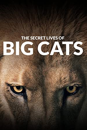 Omslagsbild till The Secret Lives of Big Cats
