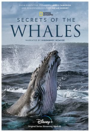 Omslagsbild till Secrets of the Whales