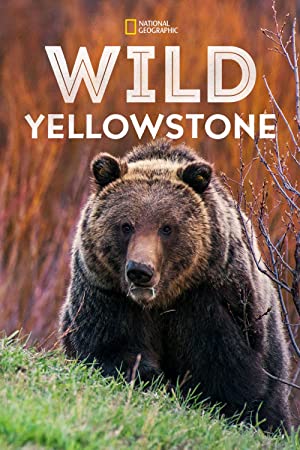 Omslagsbild till Wild Yellowstone