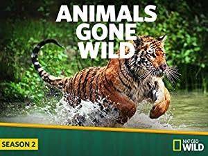 Omslagsbild till Animals Gone Wild