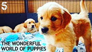 Omslagsbild till The Wonderful World of Puppies