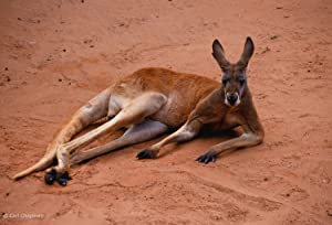 Omslagsbild till Big Red: The Kangaroo King